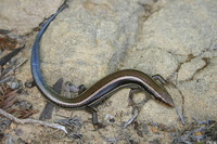 : Plestiodon skiltonianus; Western Skink