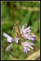: Nemophora cupriacella