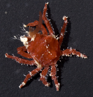 : Menaethius orientalis