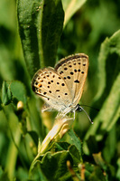 : Plebejus shasta; Cushion-Plant Blue