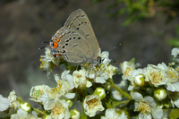 : Satyrium californica; Western Hairstreak