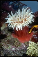 : Tealia piscivora; Fish Eating Anemone