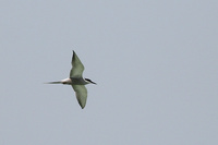 White cheeked Tern