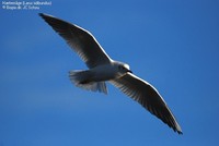 Hættemåge (Larus ridibundus)  Foto/billede af