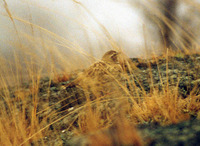 Bimaculated Lark (Melanocorypha bimaculata)