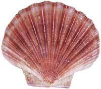 Commercial Scallop - Pecten fumatus