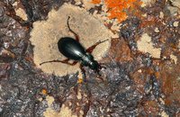 Carabus kalabi kalabi