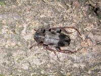 Exocentrus lusitanus