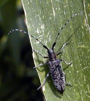 Agapanthia villosoviridescens - Golden-bloomed Grey Longhorn