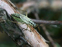 Leptopterna dolabrata