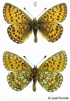 Proclossiana eunomia - Bog Fritillary