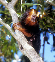 Golden-headed lion tamarin (Leontopithecus chrysomelas)