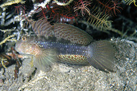 Exyrias belissimus, Mud reef-goby: aquarium