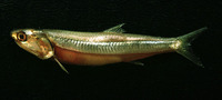 Anchoa argentivittata, Regan's anchovy: fisheries