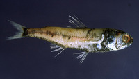 Symbolophorus veranyi, Large scale lantern fish: