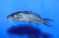 Synodontis bastiani, :