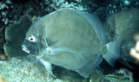 Drepane longimana, Concertina fish: fisheries, aquarium