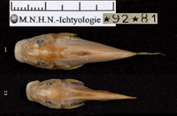 Euchilichthys dybowskii, :