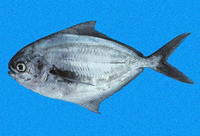 Peprilus snyderi, Salema butterfish:
