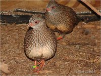 Stone Partridge Ptilopachus petrosus