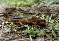 Gryllotalpa gryllotalpa - Mole Cricket