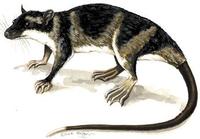 Image of: Chironectes minimus (water opossum)