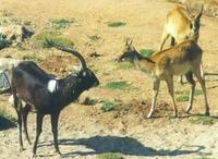 Image of: Kobus megaceros (Nile lechwe)