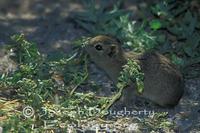 Image of: Microcavia australis (southern mountain cavy)