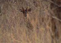 Image of: Muntiacus muntjak (Indian muntjac)