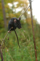 Image of: Peromyscus leucopus (white-footed mouse)