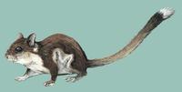 Image of: Petaurillus hosei (Hose's pygmy flying squirrel)