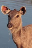 Image of: Rusa unicolor (sambar)