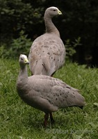 Cereopsis novaehollandiae - Cape Barren Goose