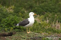 Larus fuscus - Lesser Black-backed Gull