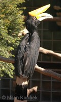 Buceros rhinoceros - Rhinoceros Hornbill