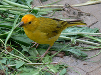 Sicalis flaveola - Saffron Finch