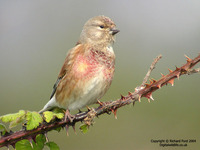 Carduelis cannabina - Eurasian Linnet