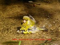 Carduelis chloris - European Greenfinch