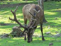 Cervus elaphus hippelaphus