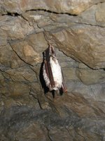 Myotis myotis - Greater Mouse-eared Bat