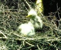 Image of: Ardea alba (great egret)