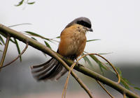 Image of: Lanius schach (long-tailed shrike)