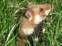 Cricetus cricetus - Common Hamster