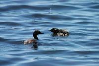 Image of: Podiceps nigricollis (black-necked grebe;eared grebe)