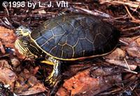 Image of: Deirochelys reticularia (chicken turtle)