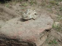 Image of: Phrynosoma douglassii