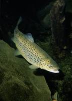 Salmo trutta - Sea Trout