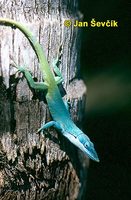 Anolis allisoni