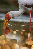 Zambia Wildlife Gallery Photo