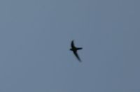 Uniform Swiftlet - Collocalia vanikorensis